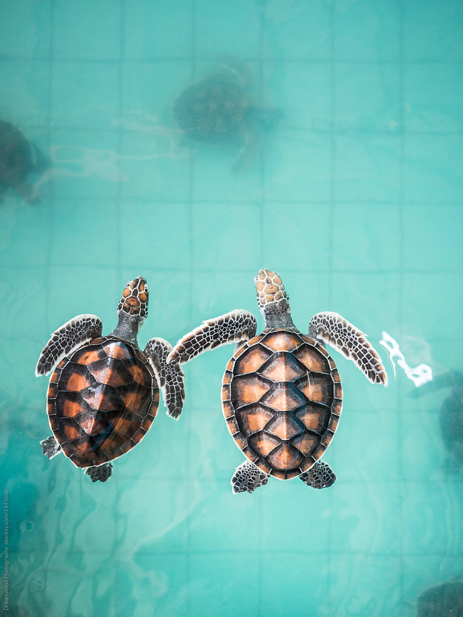 Turtles With Beautiful Shells in Pool