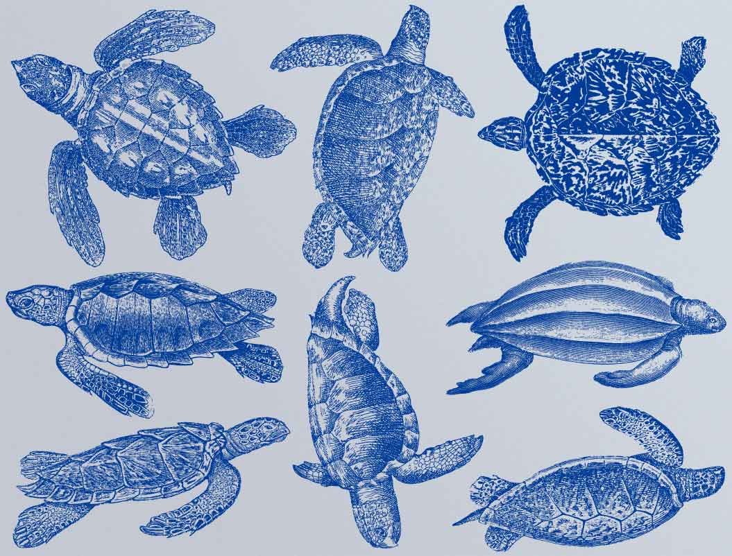Sea Turtles Decals for Ceramic, Glass