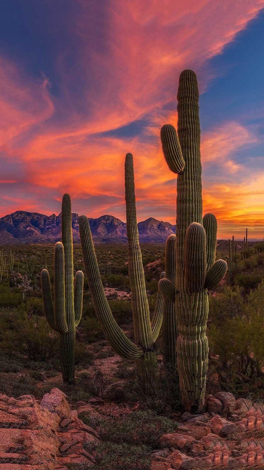 Cactus Wallpaper