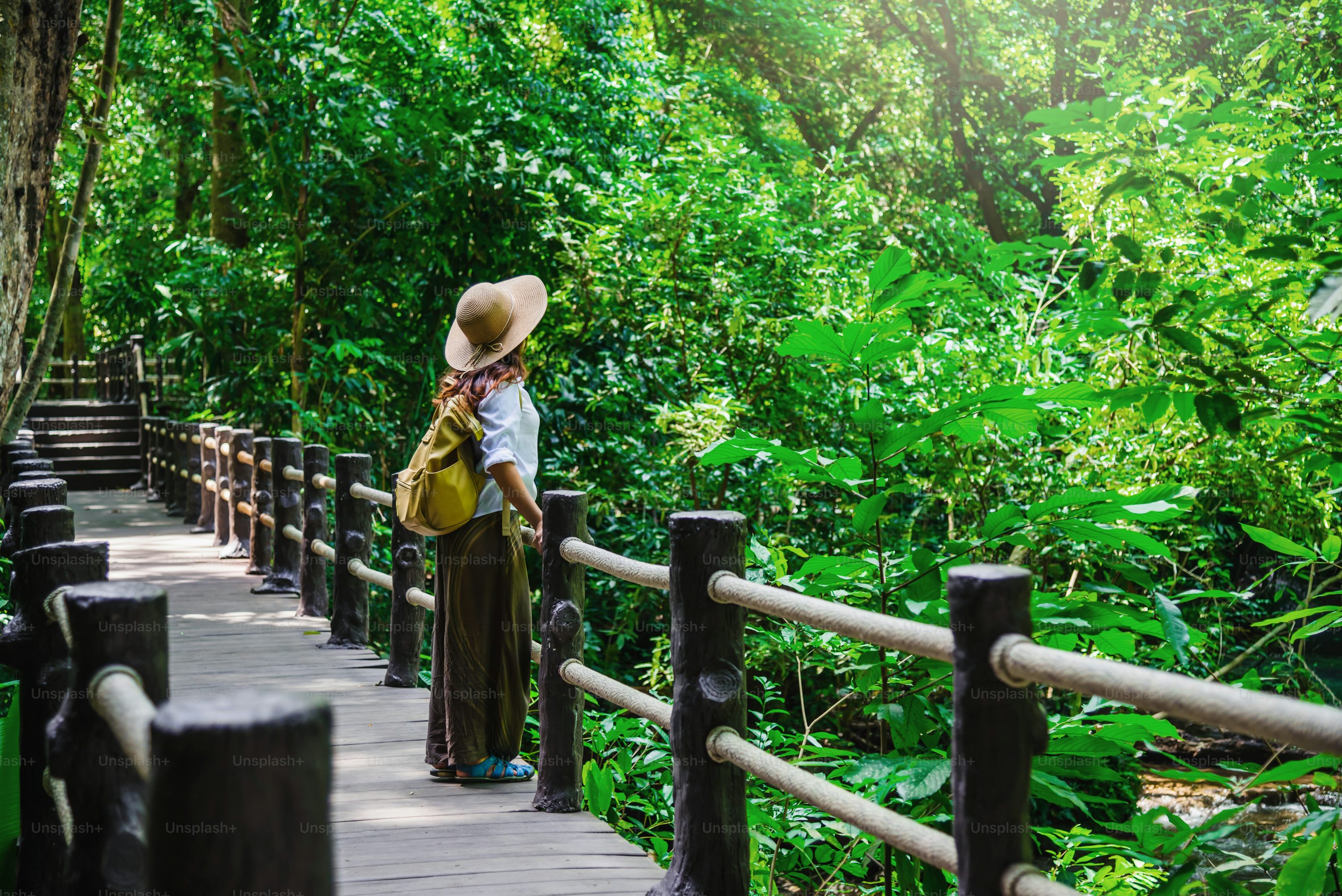 Mangrove Forest Picture