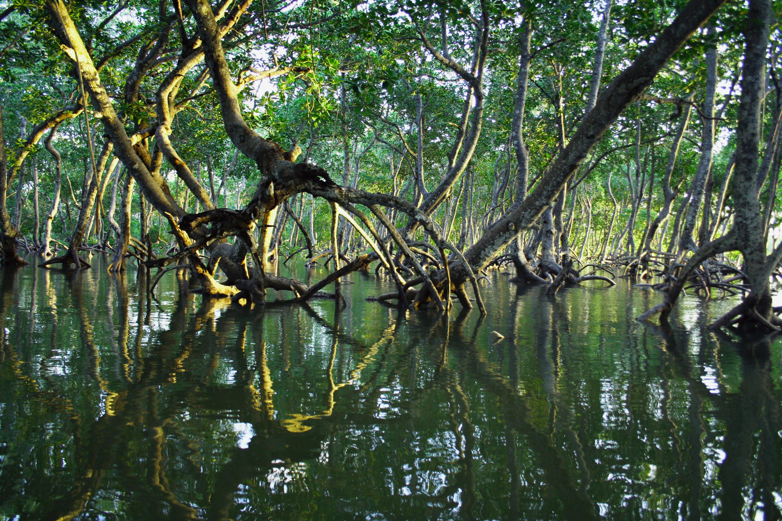 Brown tree branch on water photo