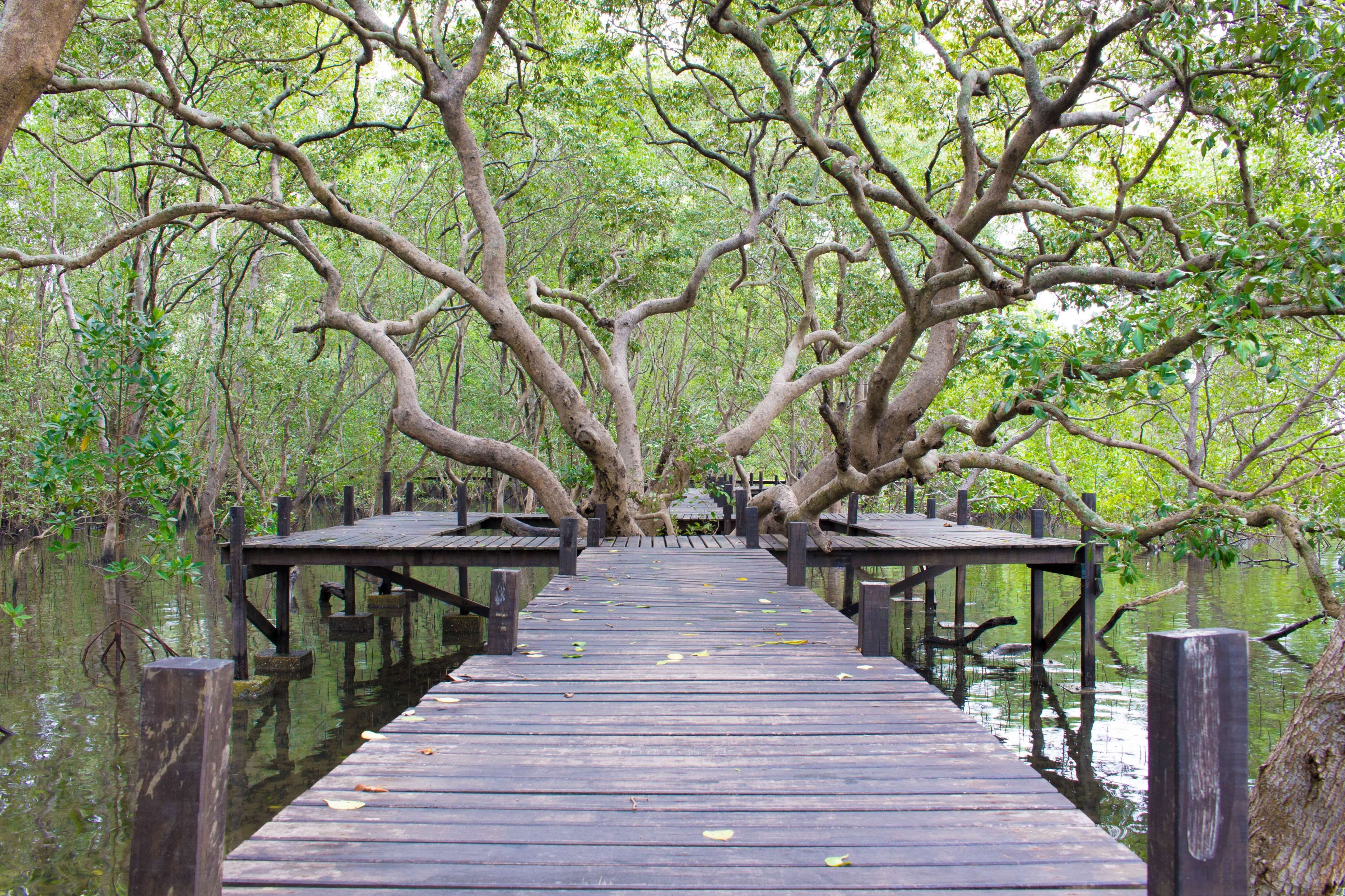 HD wallpaper: environment, forest