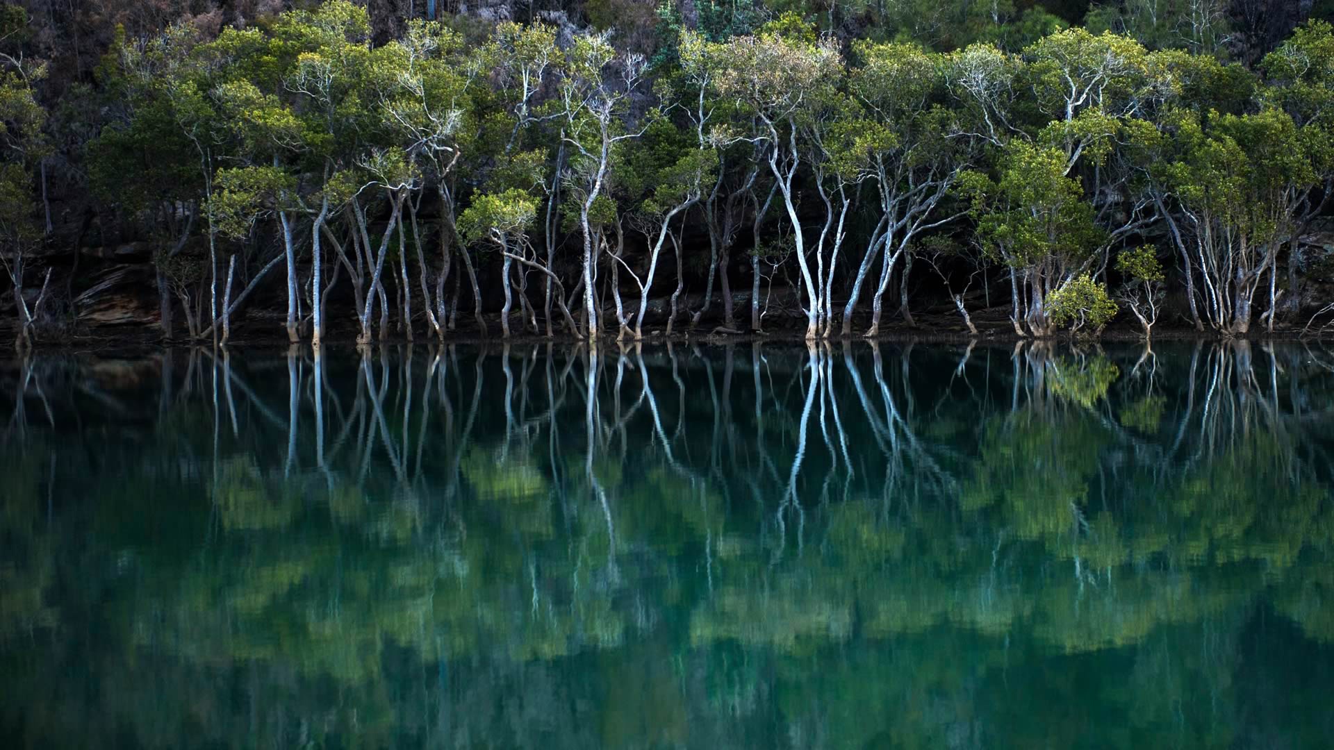 Wallpaper water, trees, Australia, New