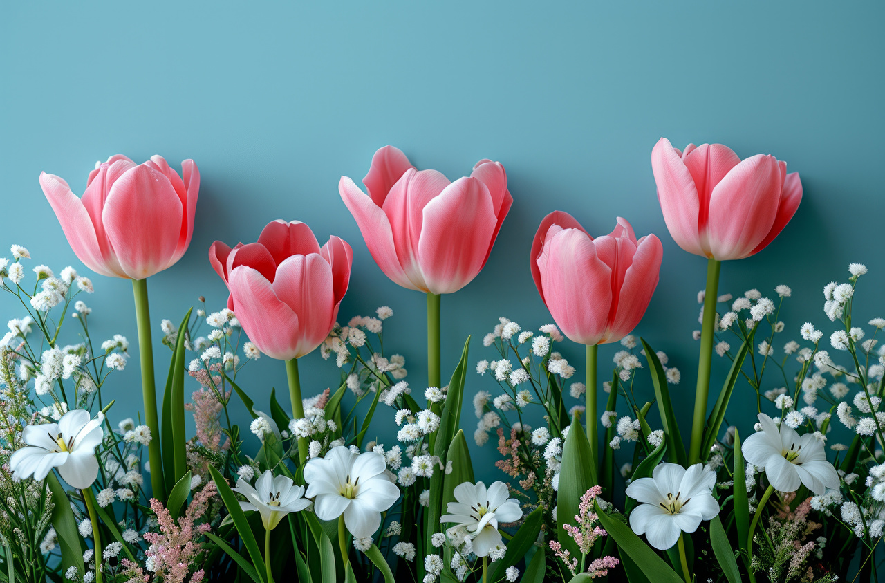 Desktop Wallpaper tulip Pink color Flowers