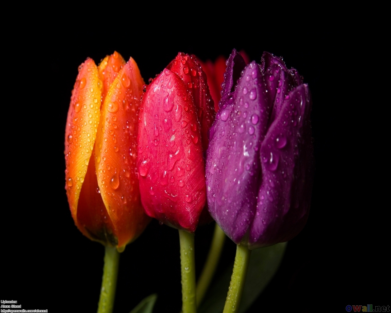 Tulips Wallpaper