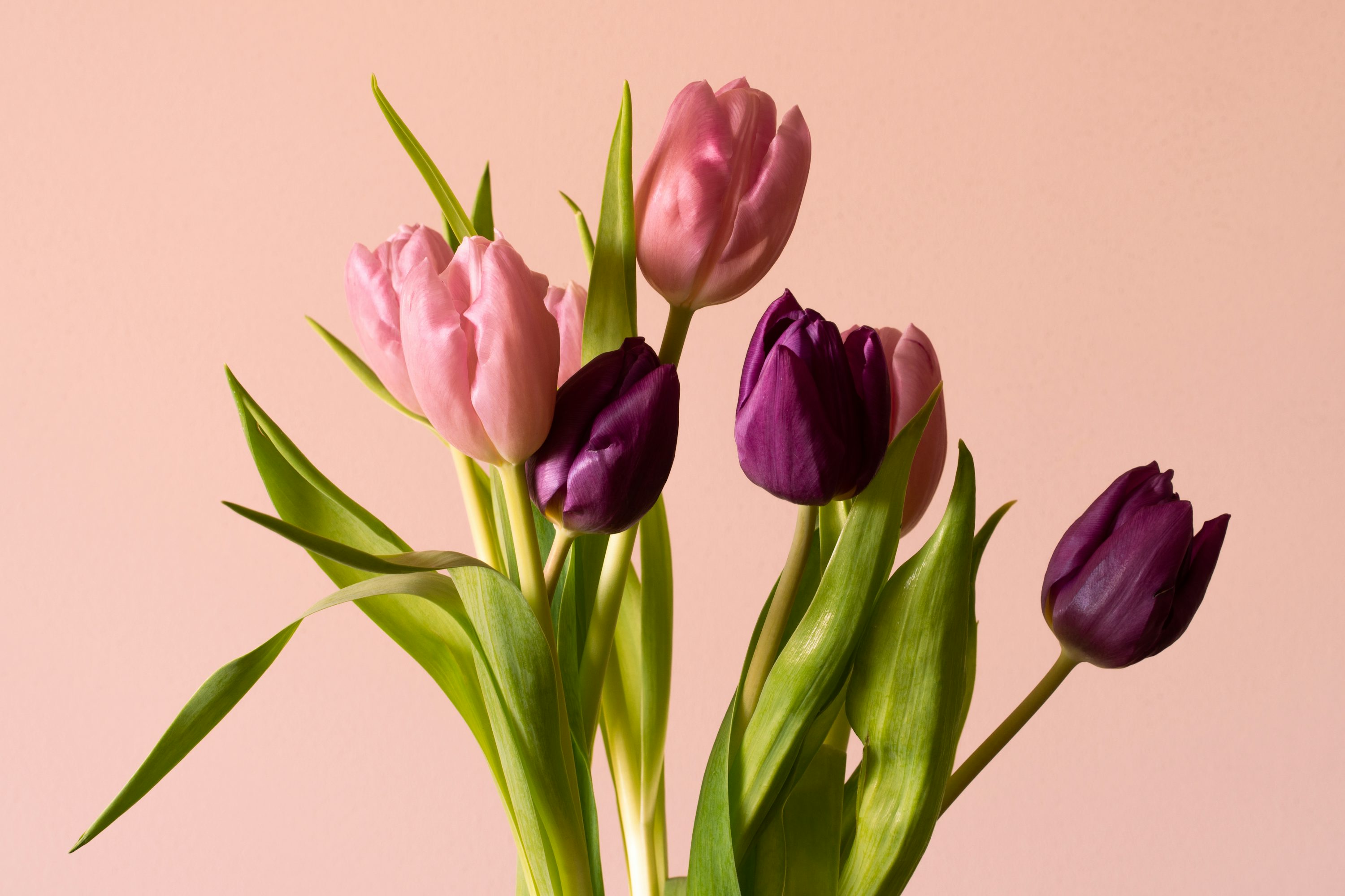 Pink tulips in close up photography