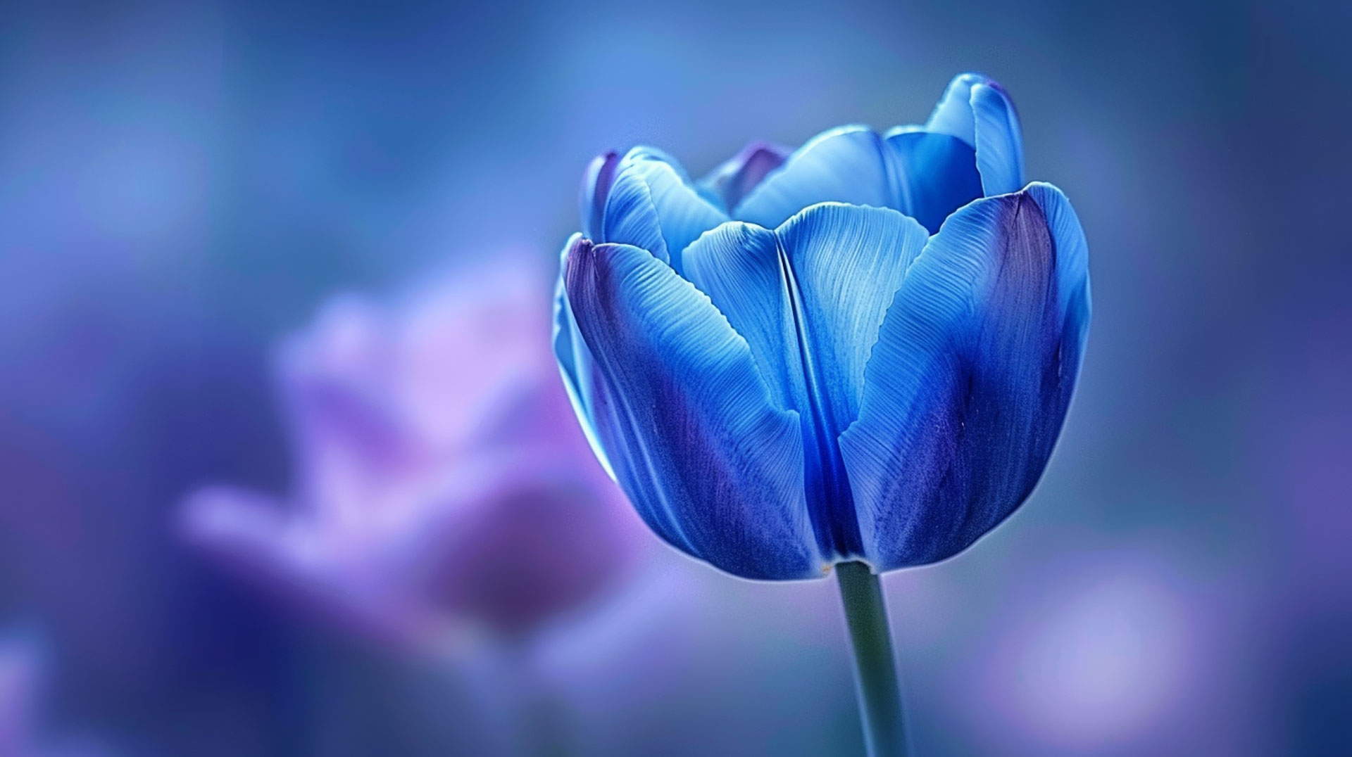 AI tulip wallpaper, image. desktop
