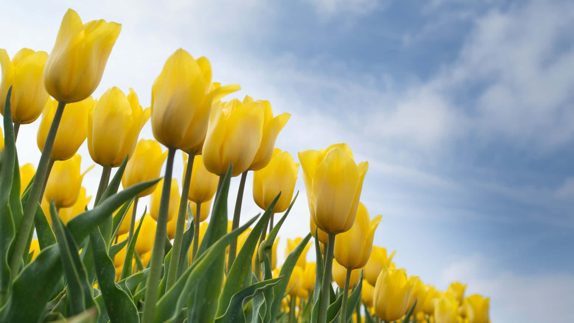 Download Lovely Tulips In Yellow