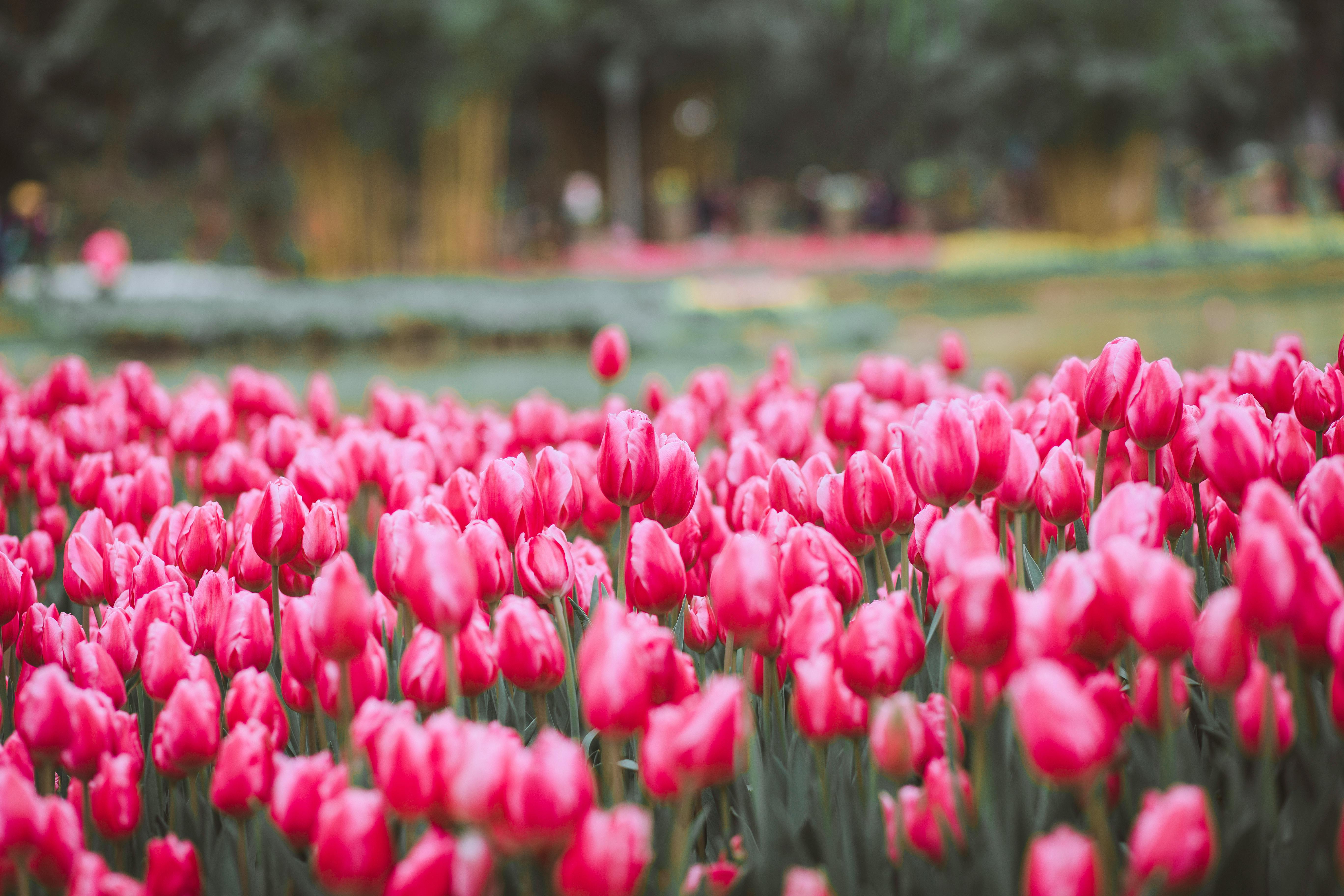 Pink Tulips Photo, Download The BEST Free Pink Tulips & HD Image