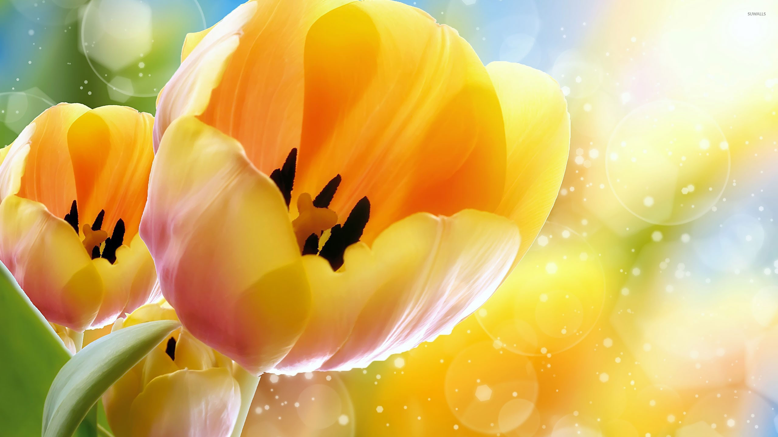 Orange tulips wallpaper Art