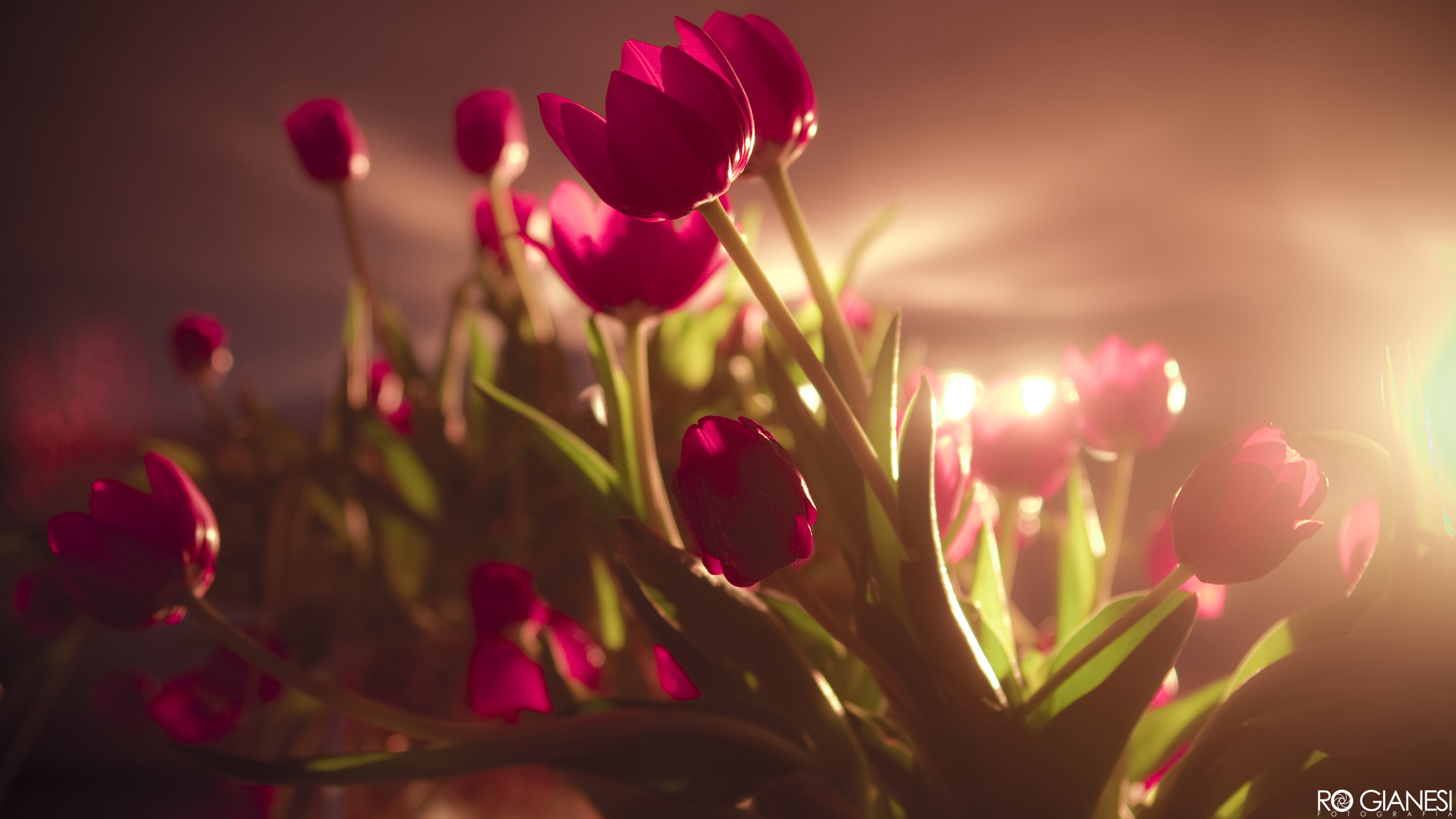 Beautiful Tulips HD wallpaper « HD