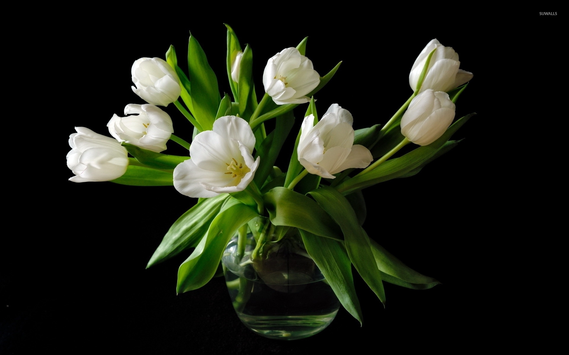 Immaculate white tulip bouquet wallpaper wallpaper