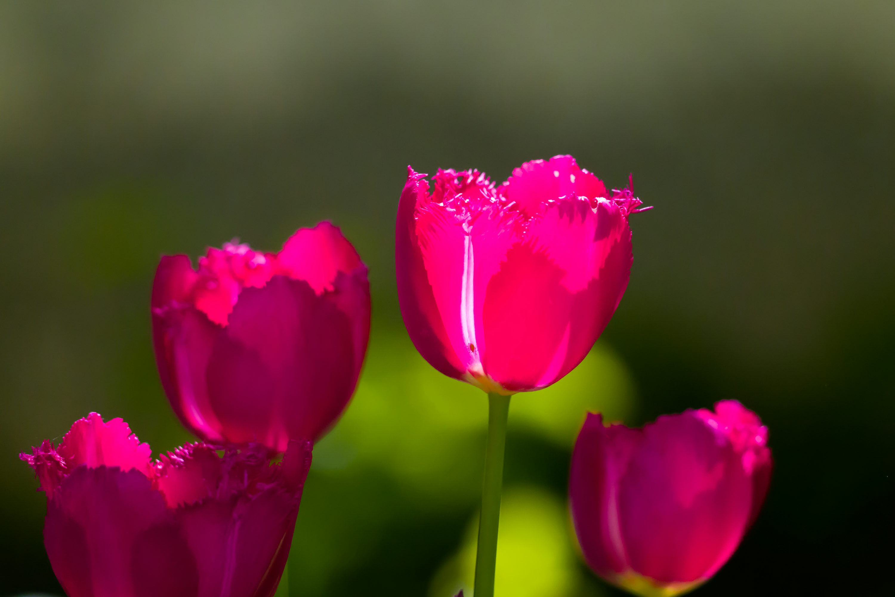 Red Tulips Picture. Download Free