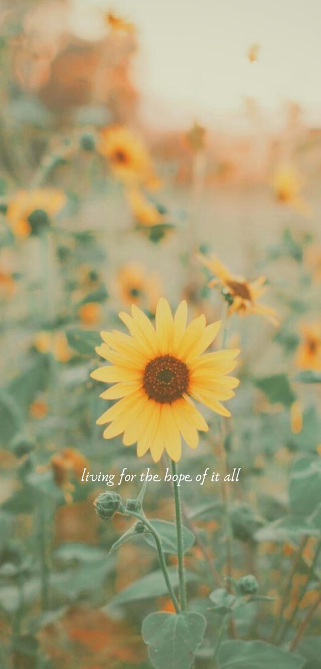 August phone background