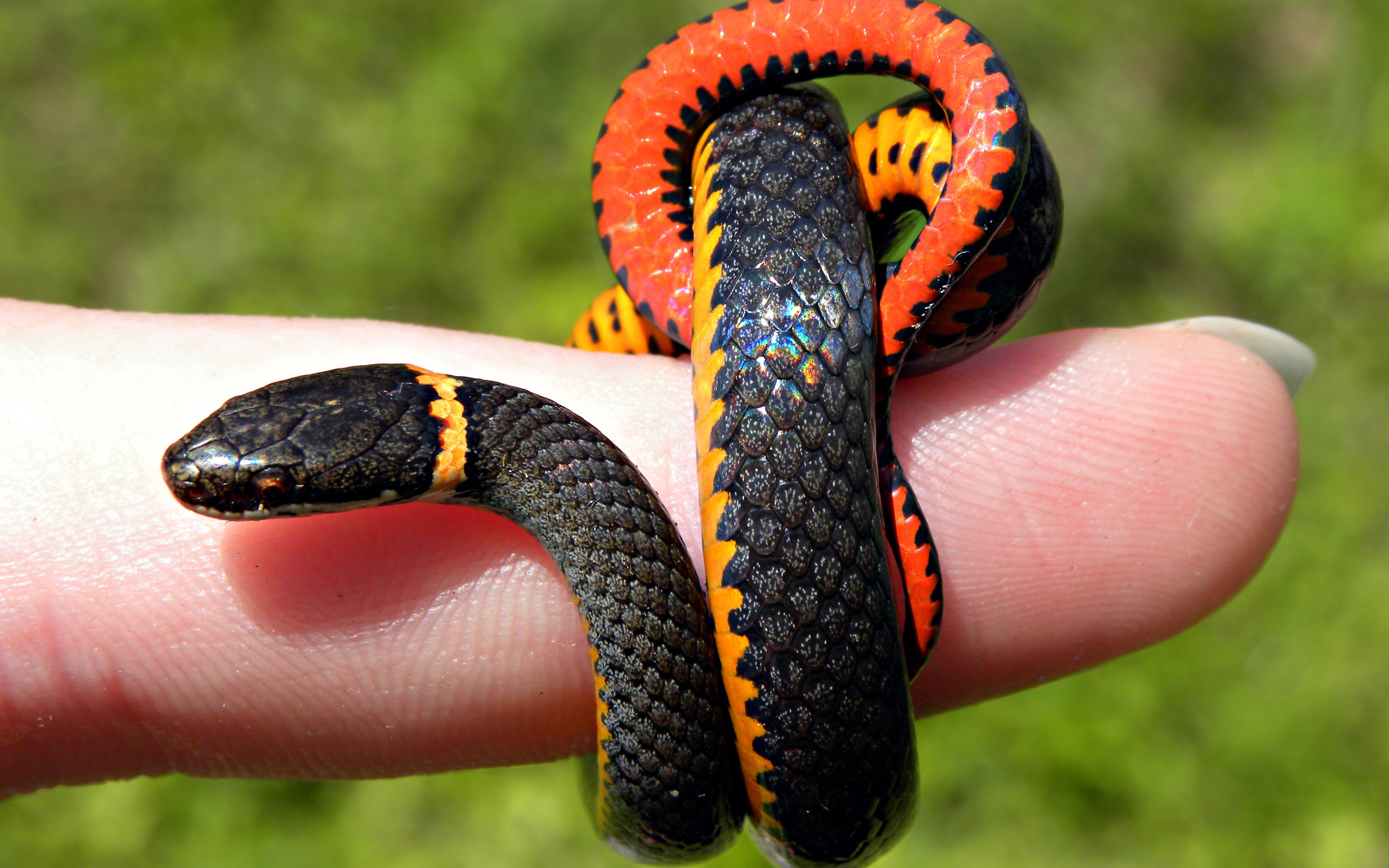 Vibrant Snake HD Wallpaper