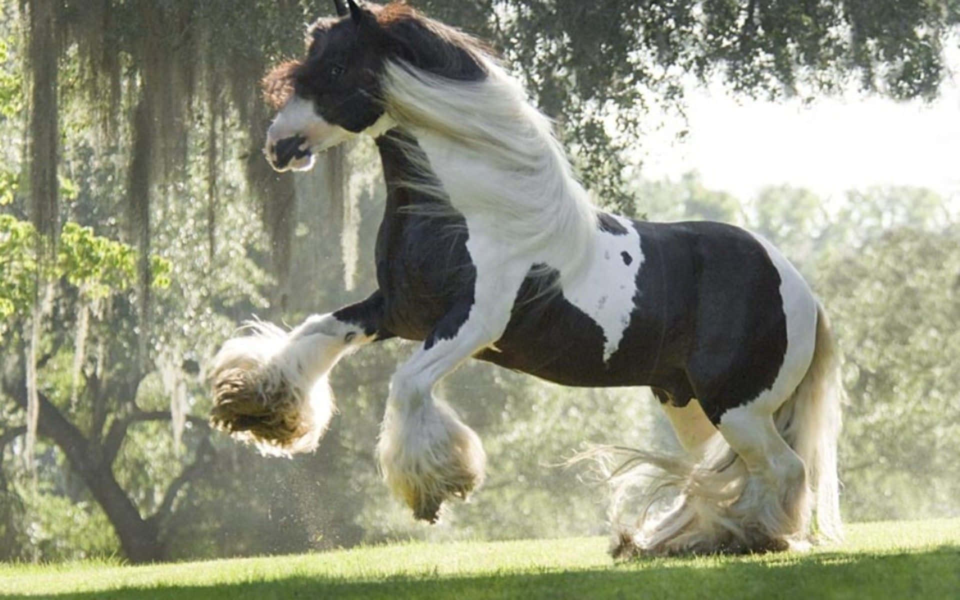White Horse Is Running In The Grass