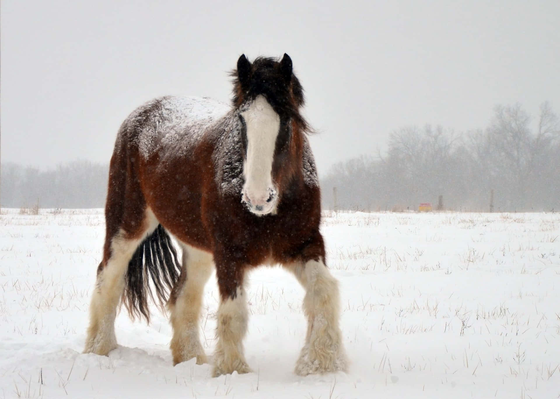 Clydesdale Horse