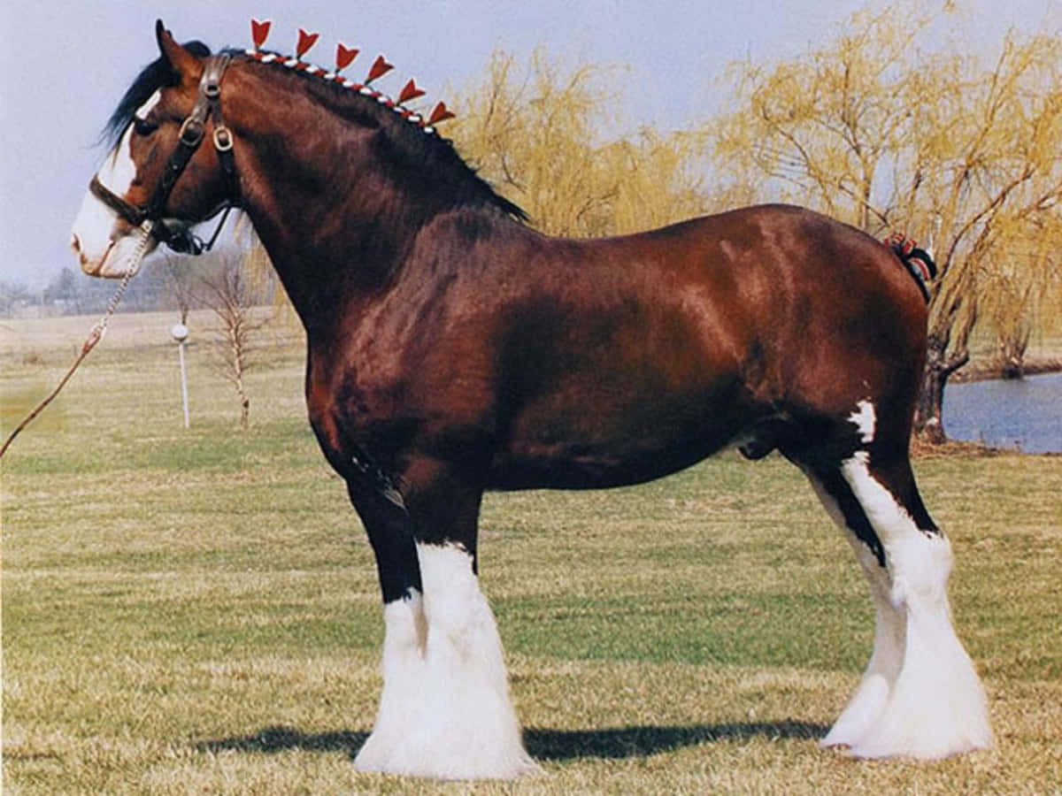 Download Majestic Clydesdale Horse