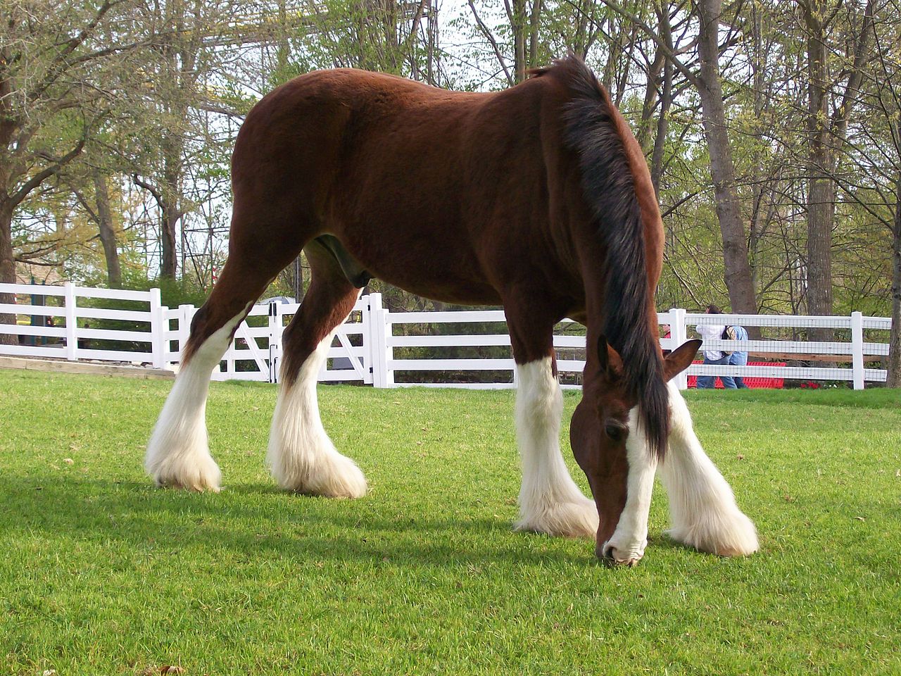Clydesdale Busch