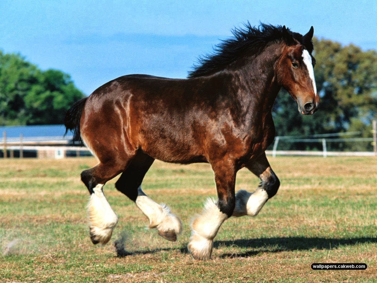 HORSES HD WALLPAPERS