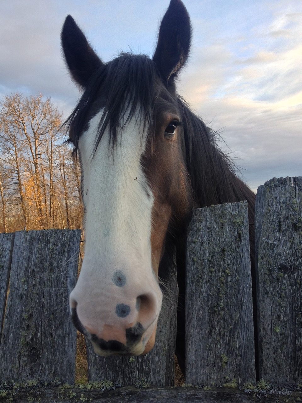 Free Clydesdale & Horse Image