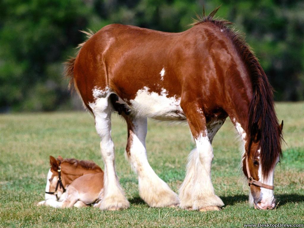 Desktop Wallpaper Animals