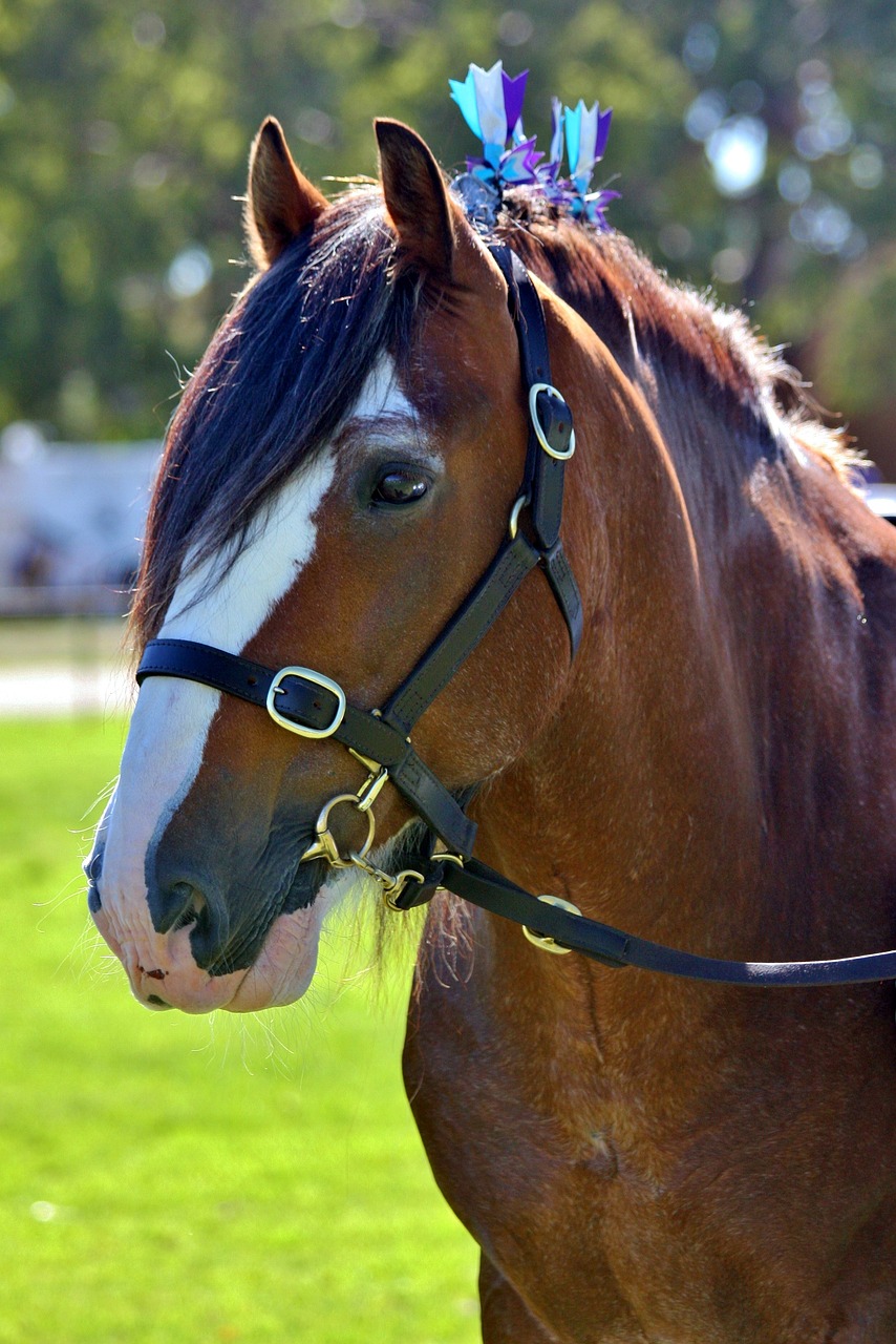 Clydesdale Halter Tack