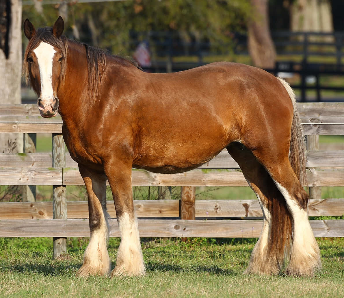 Download Relaxing Clydesdale Horse in a