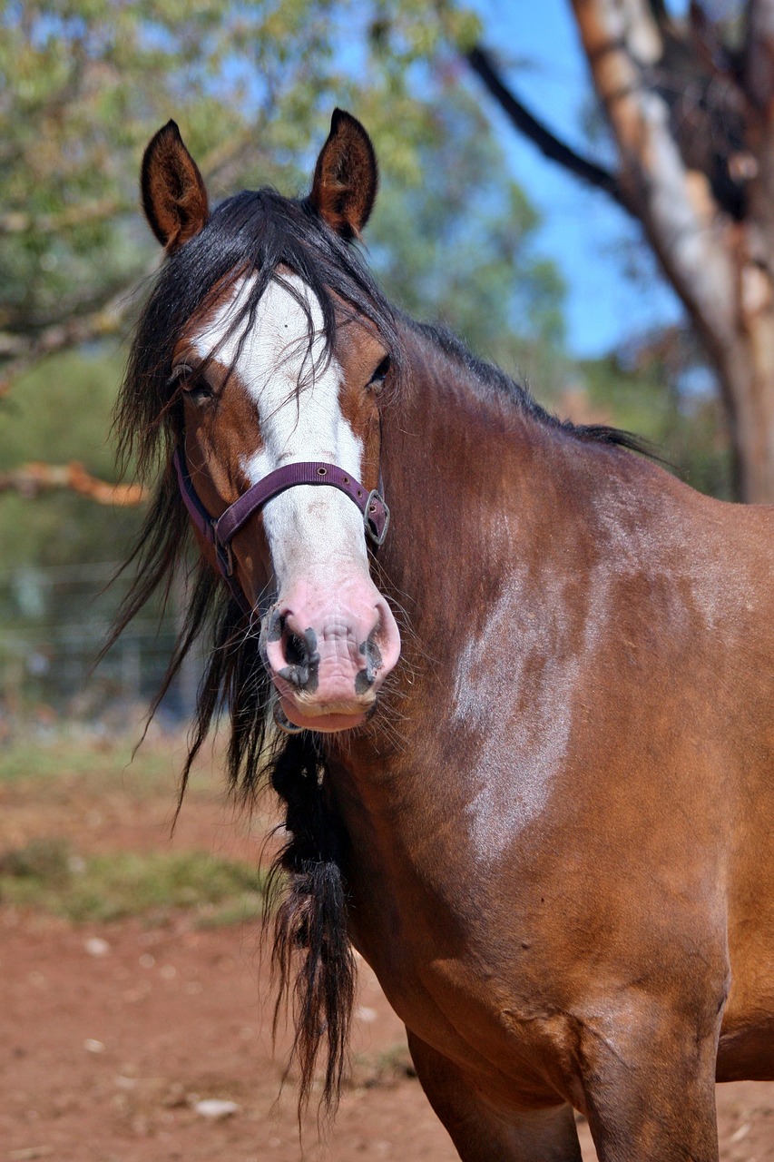 Clydesdale Mare Bay
