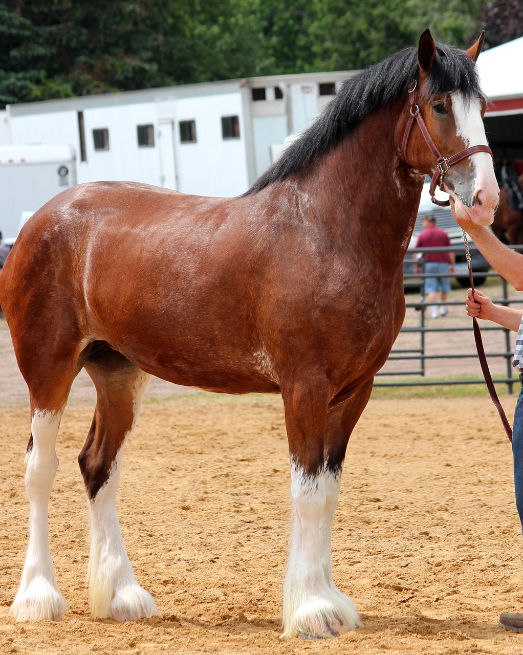 Free Clydesdale & Horse Image