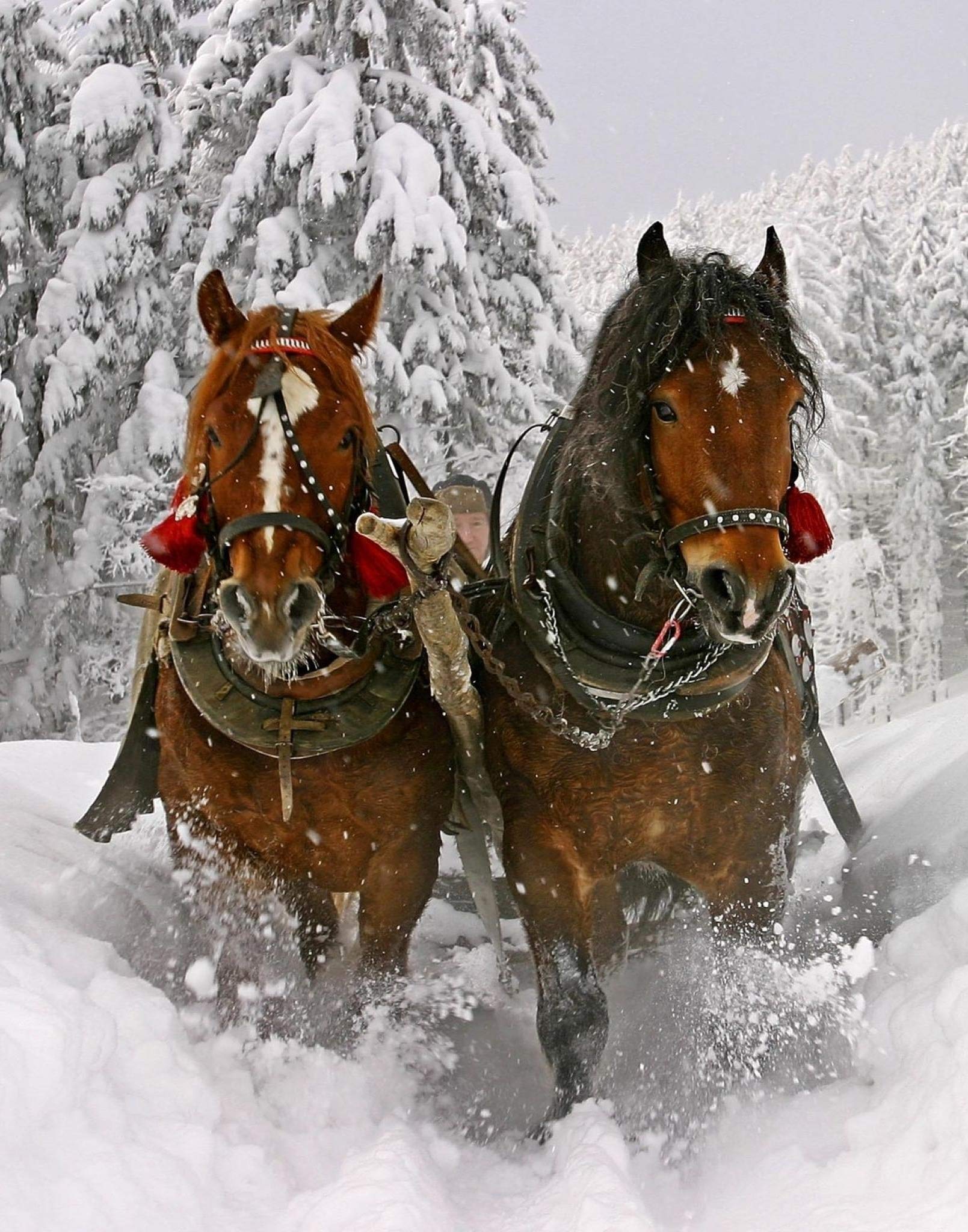 Clydesdale Horse In Snow 11
