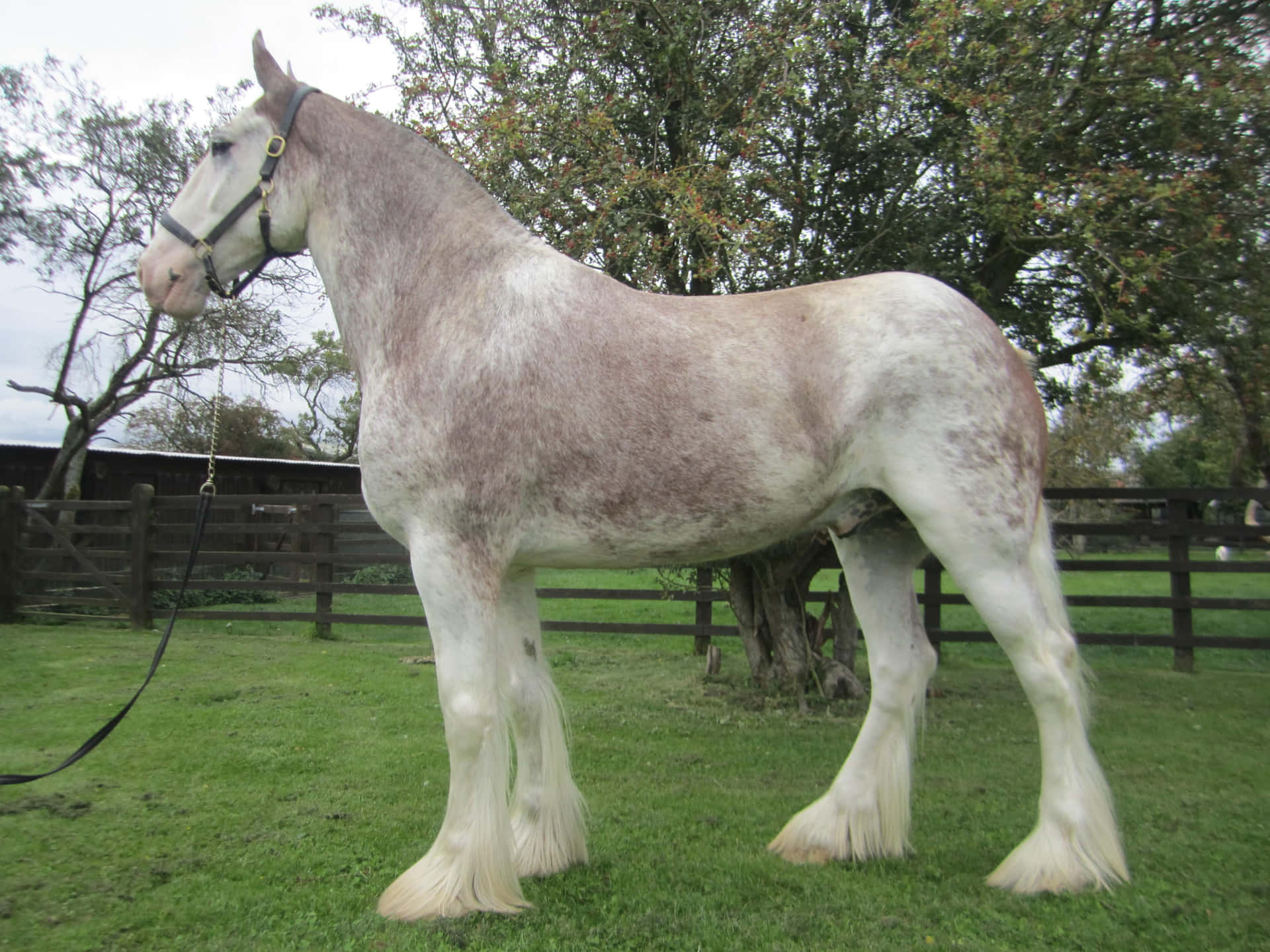 Download Clydesdale Horse's Powerful