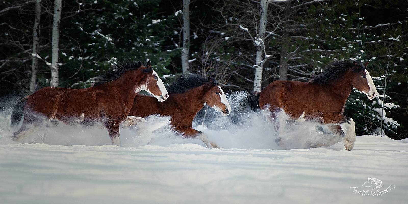 Photo of Running Clydesdale Horses