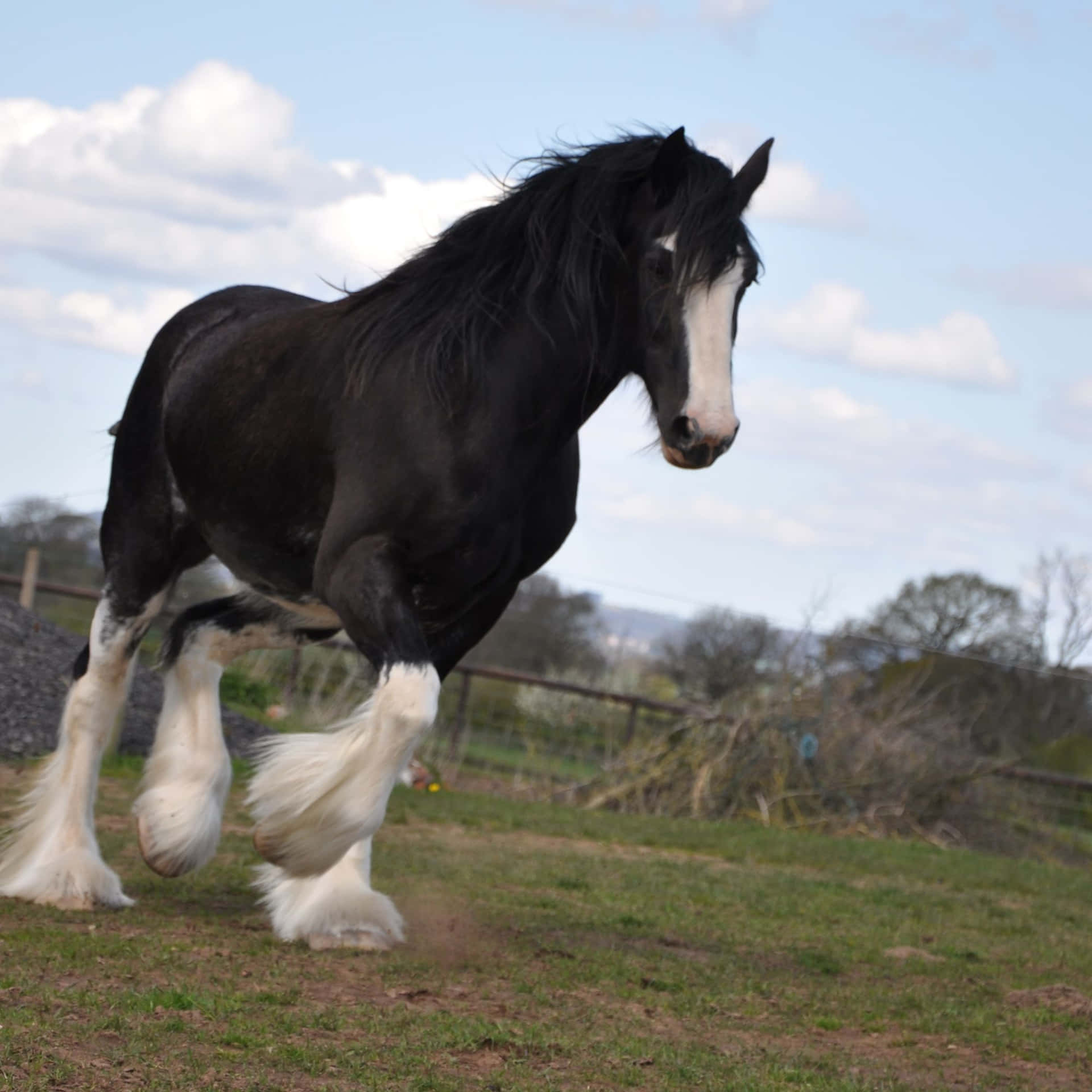 Download Majestic Clydesdale Horse