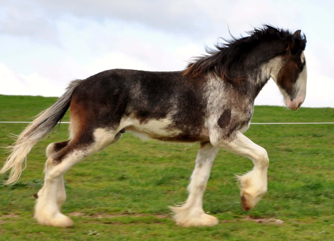 Download A Horse Is Running In A Field