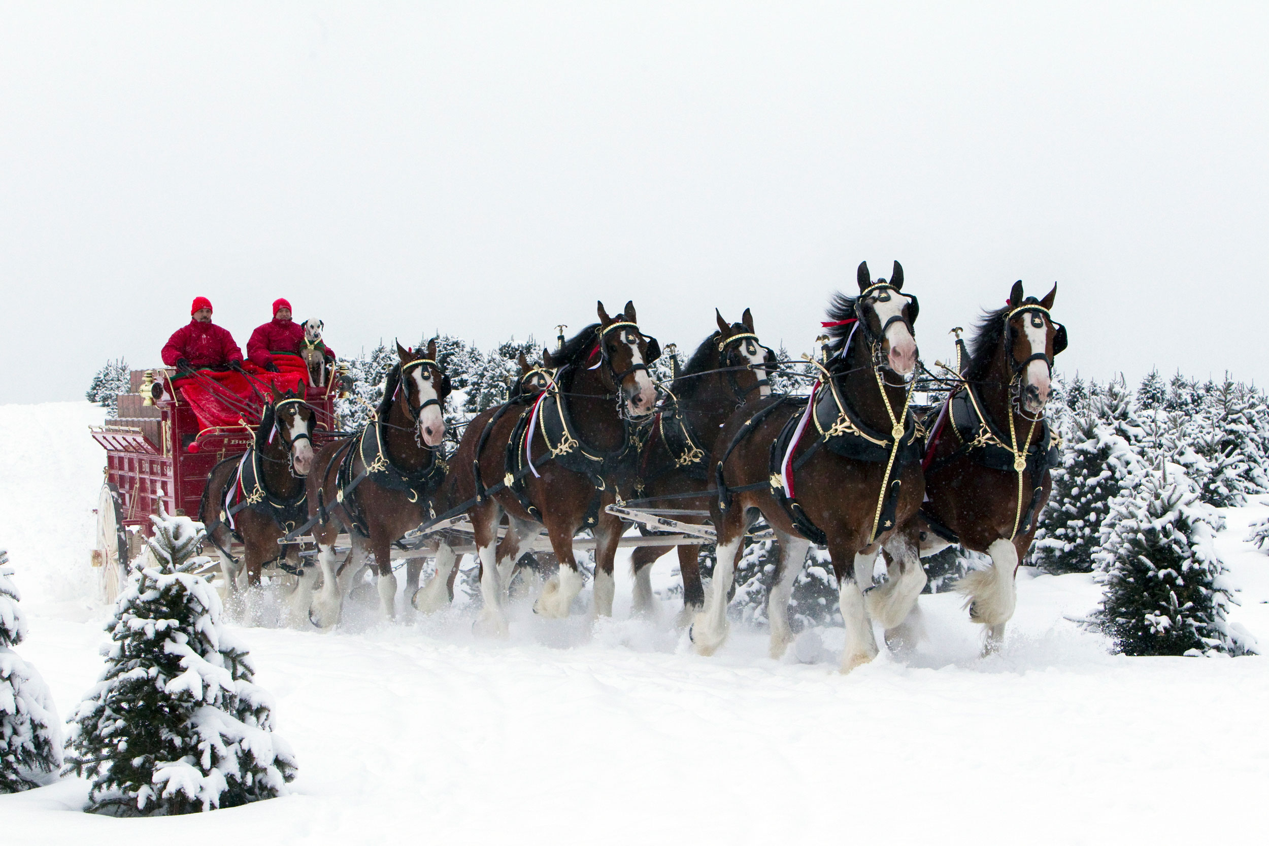 Photo: Budweiser Clydesdales In