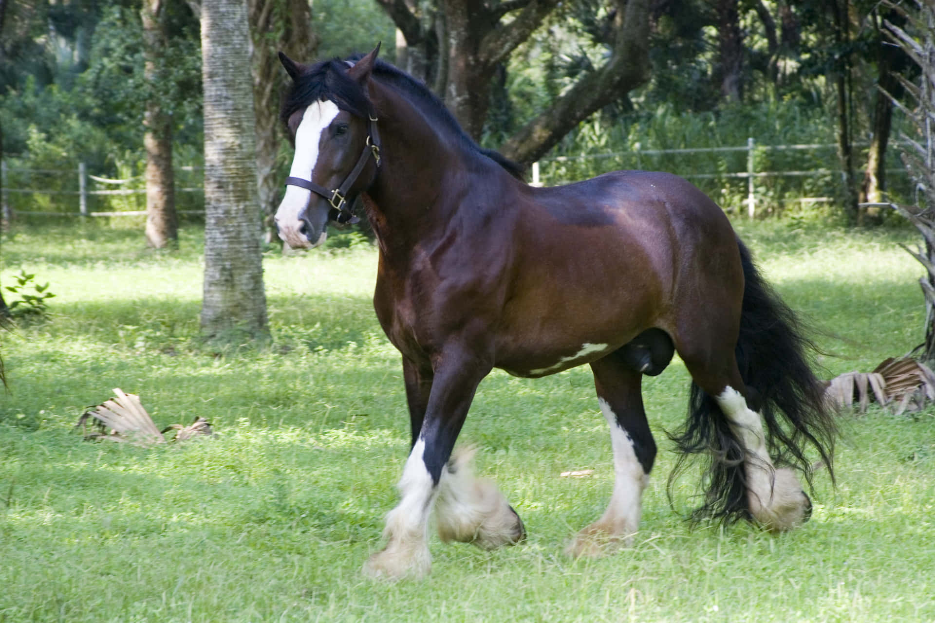 Download A majestic Clydesdale horse