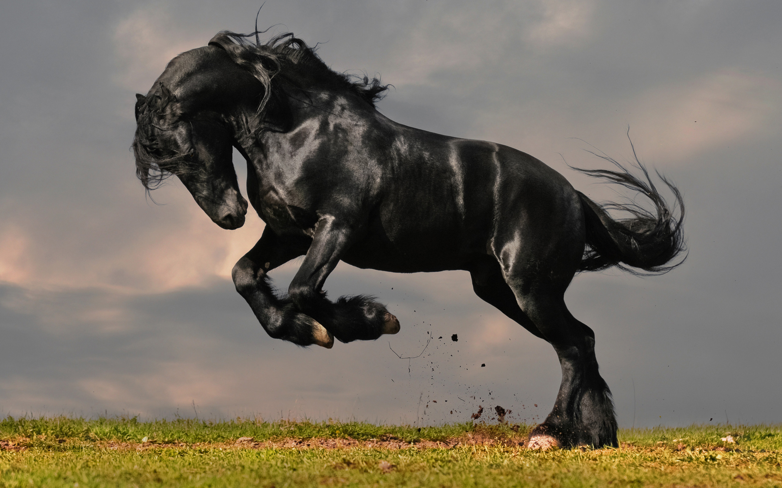 Clydesdale Horses Wallpaper