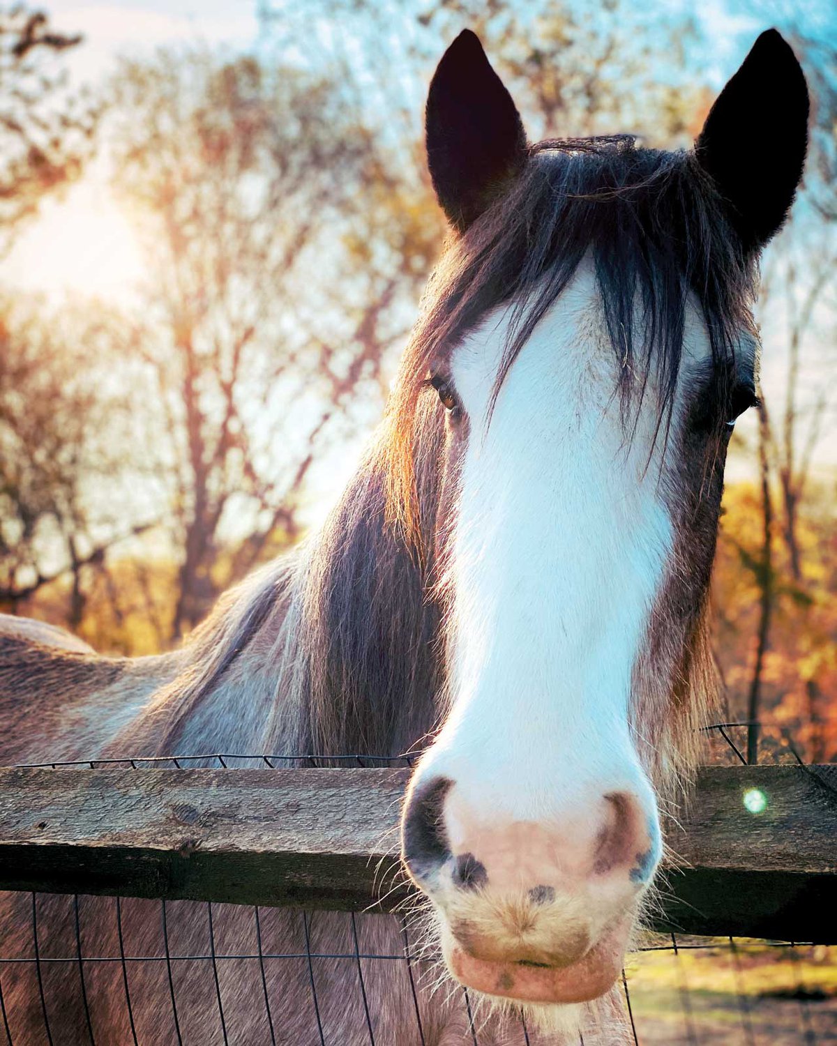Clydesdales: The Gentle Giants