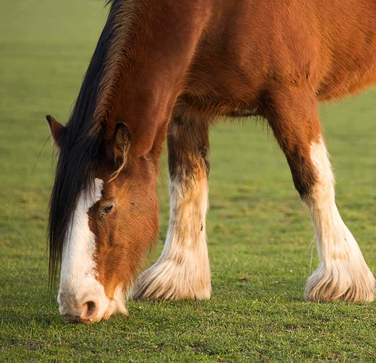 Clydesdale Horse Picture