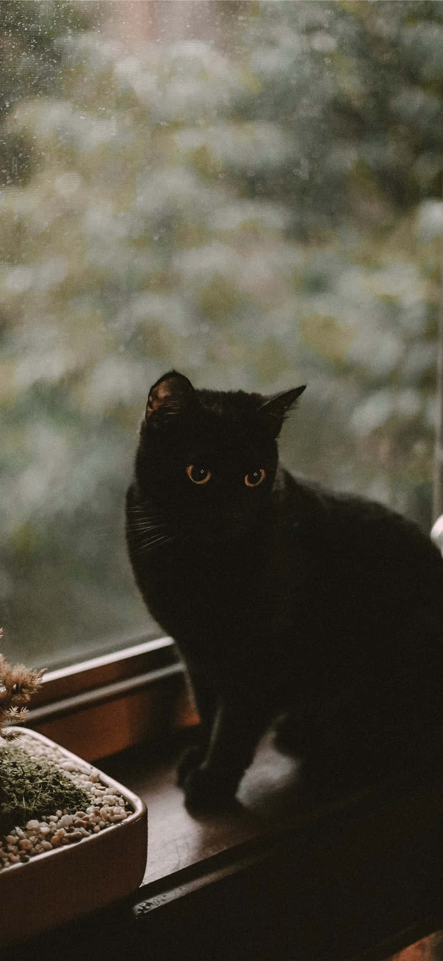 Black Cat Aesthetic Wallpaper
