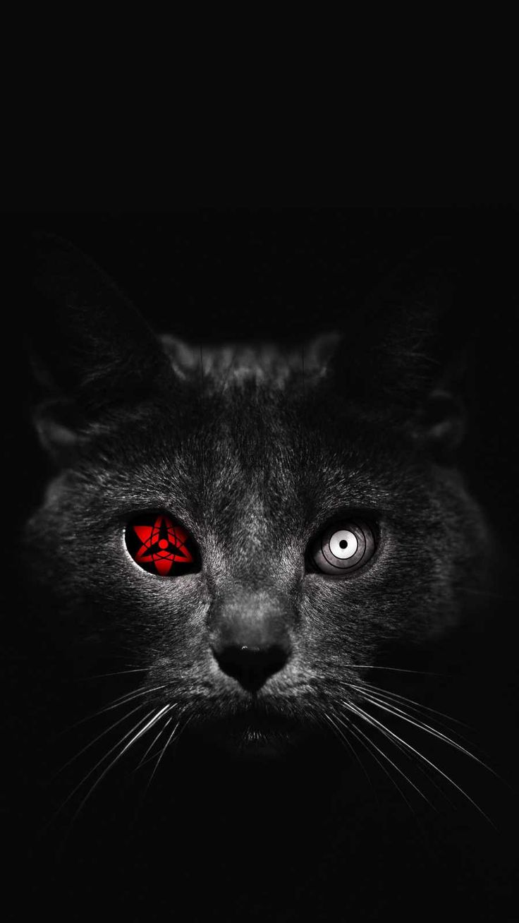 Atomic Cat iPhone Wallpaper