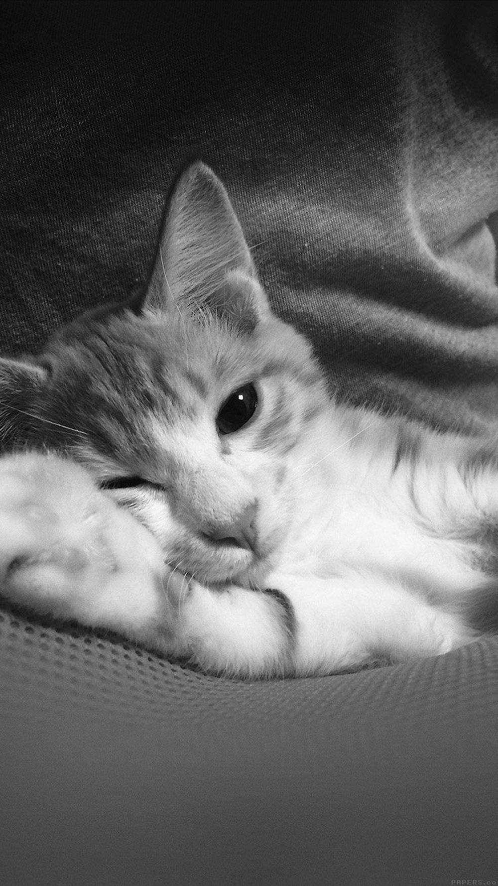 Download Sleepy Cat iPhone Black