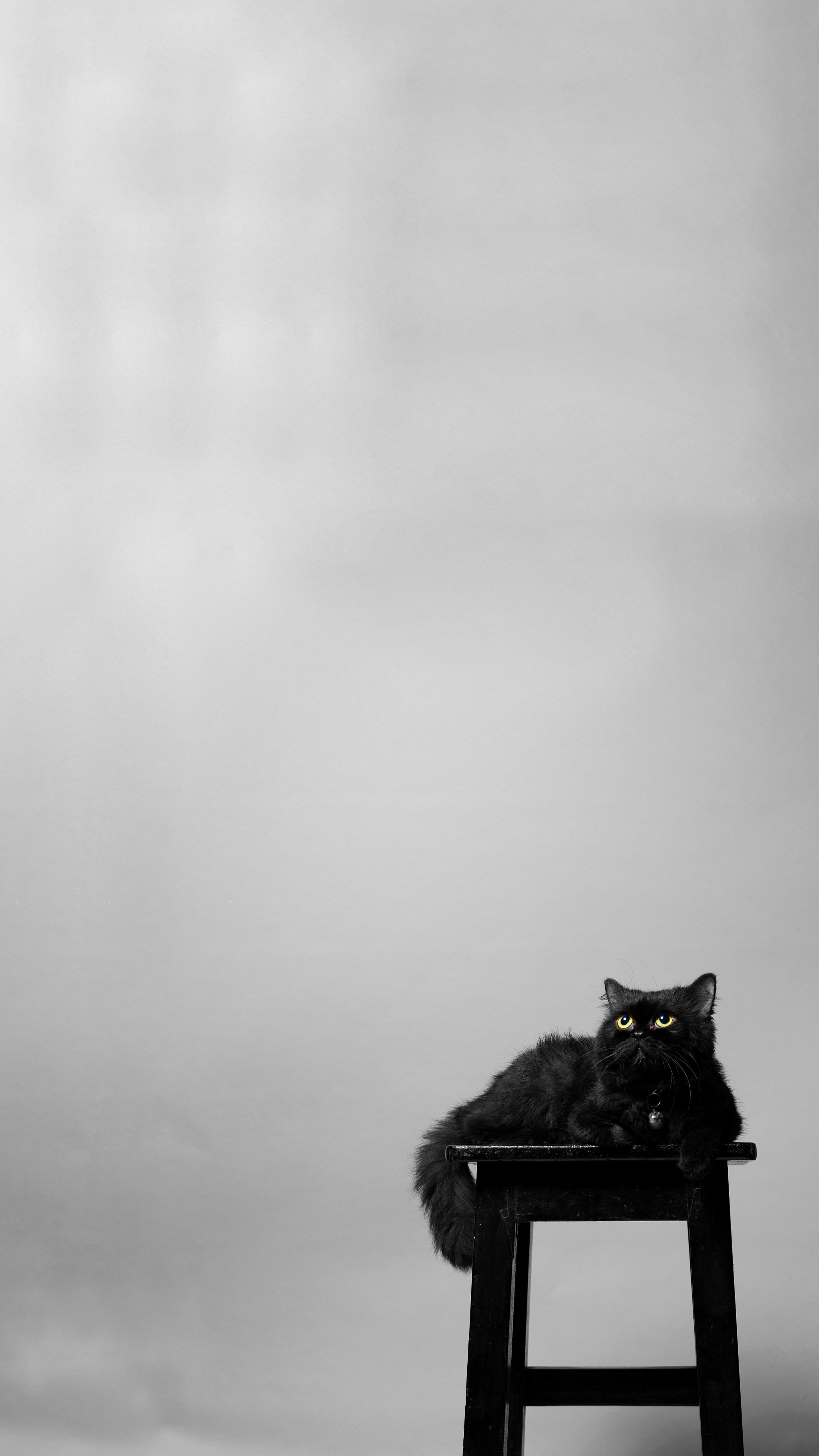 minimal wallpaper I made from my cat