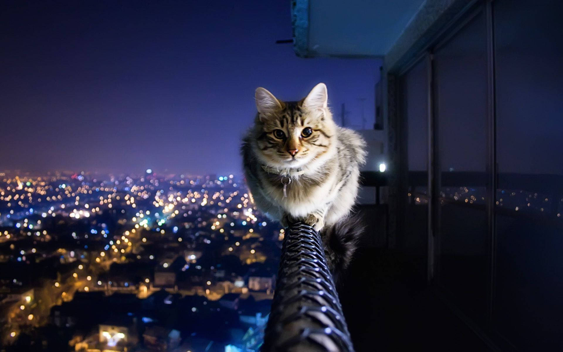Download Aesthetic Cat In Balcony