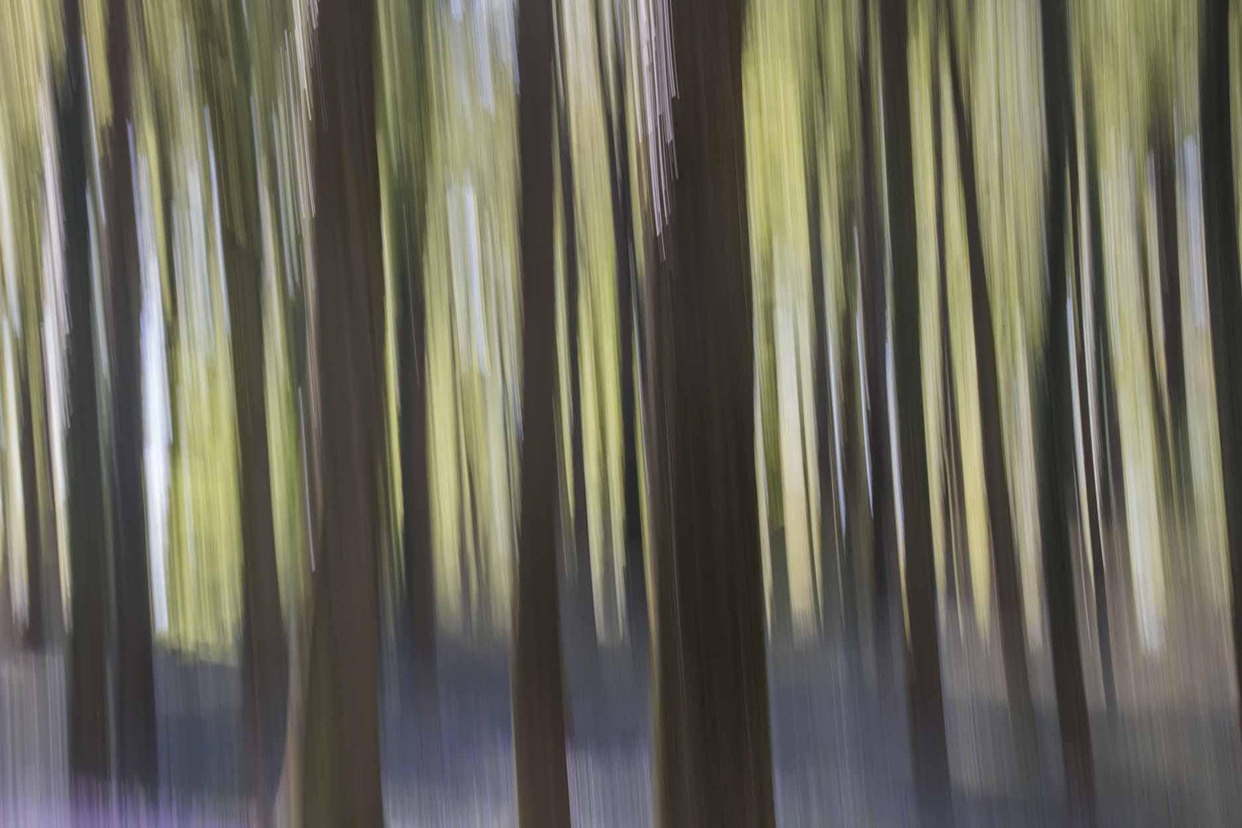 Abstract Motion Forest Wallpaper Mural