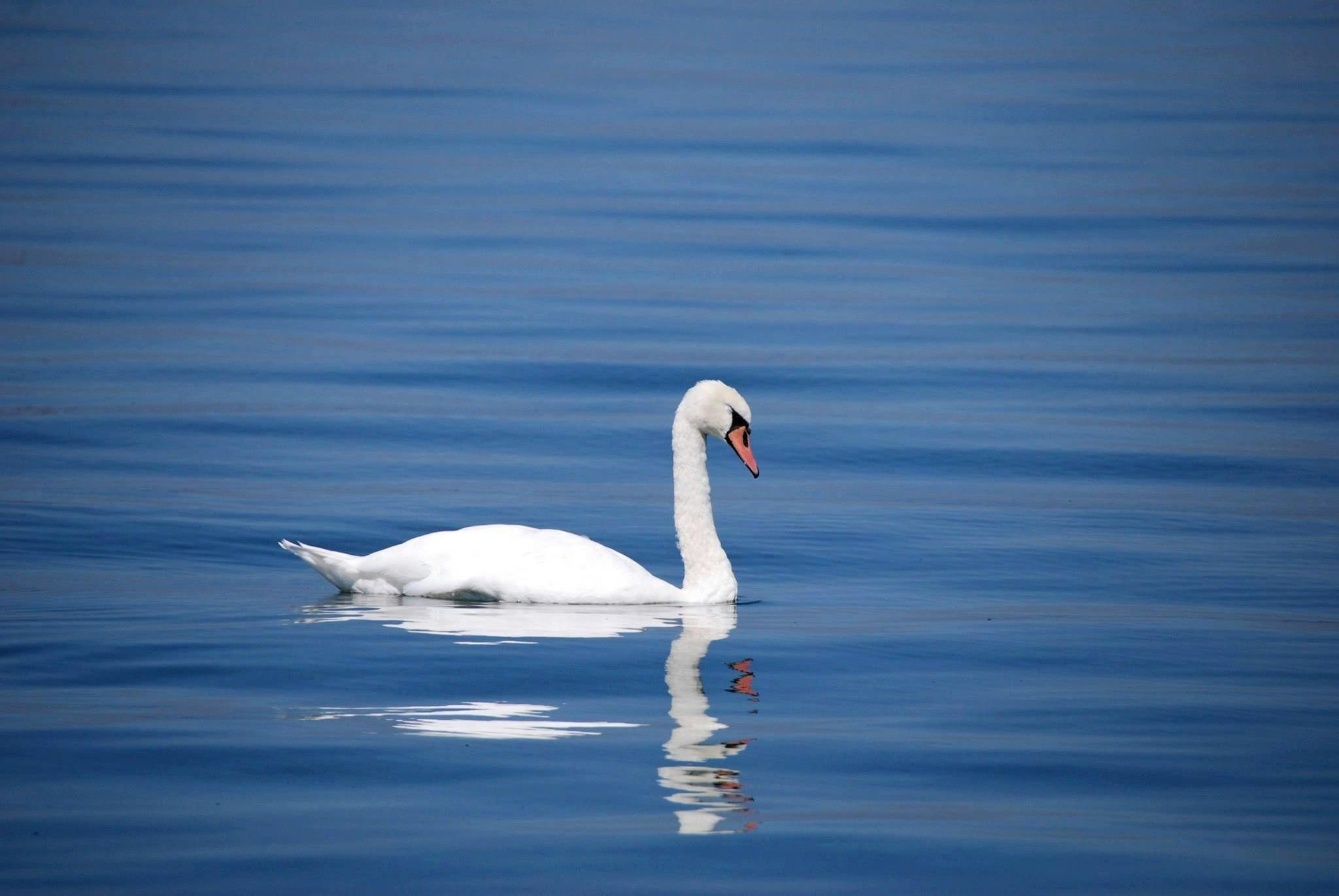 Free Swan & HD Image