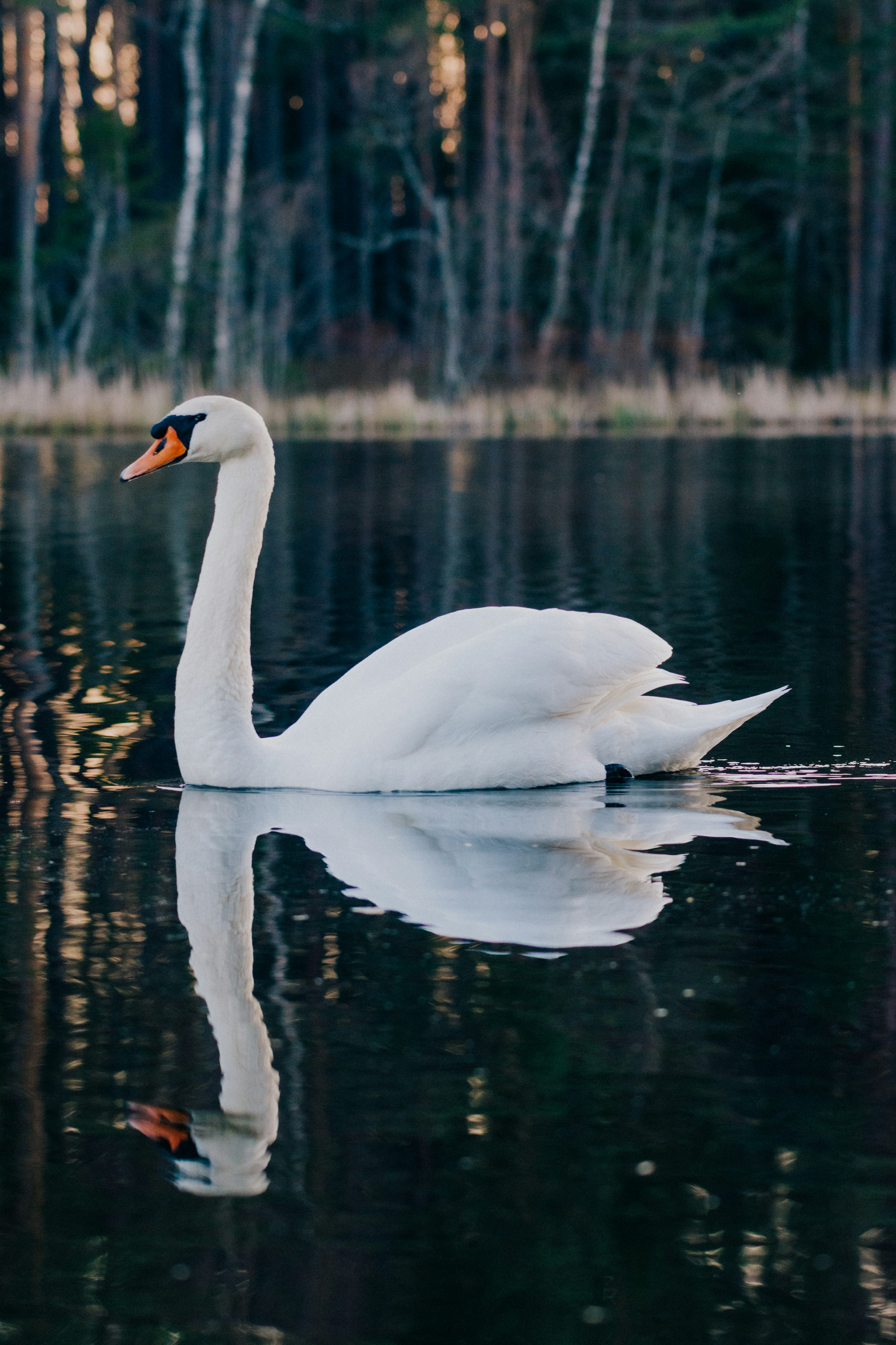 Swan Picture [HD]. Download Free