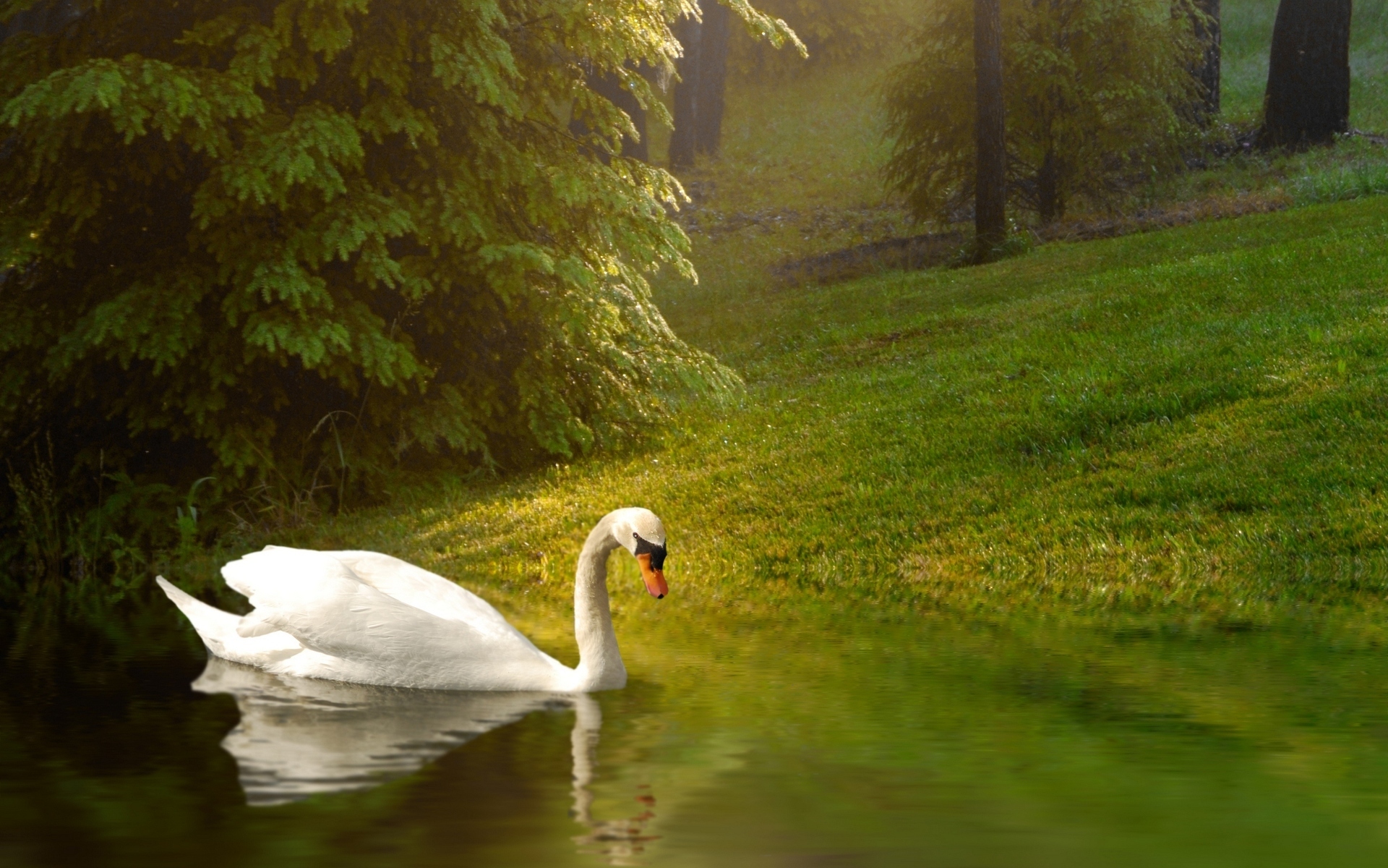 Download Animal Mute Swan HD Wallpaper