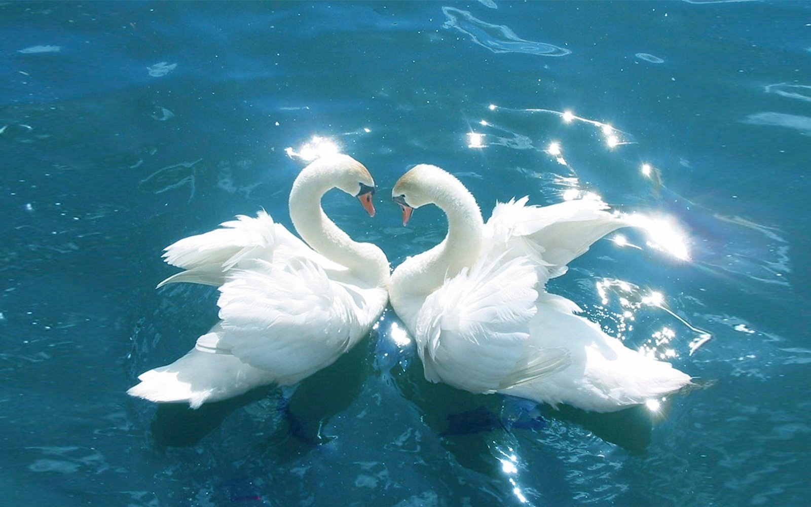 Swans Love Between Birds Blue Water HD